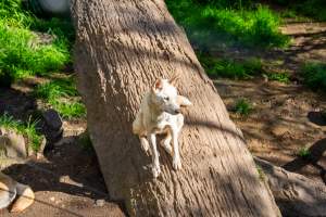 Dingo enclosure - Captured at Gorge Wildlife Park, Cudlee Creek SA Australia.