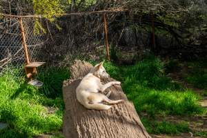 Dingo enclosure - Captured at Gorge Wildlife Park, Cudlee Creek SA Australia.