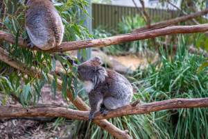 Koala Enclosure - Captured at Gorge Wildlife Park, Cudlee Creek SA Australia.