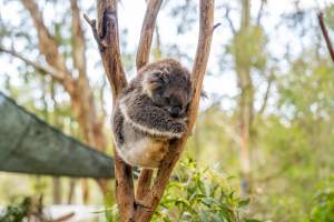 Koala Enclosure - Captured at Gorge Wildlife Park, Cudlee Creek SA Australia.