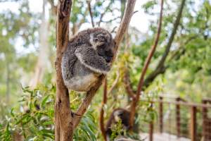 Koala Enclosure - Captured at Gorge Wildlife Park, Cudlee Creek SA Australia.