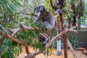 Koala Enclosure - Captured at Gorge Wildlife Park, Cudlee Creek SA Australia.