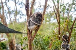 Koala Enclosure - Captured at Gorge Wildlife Park, Cudlee Creek SA Australia.