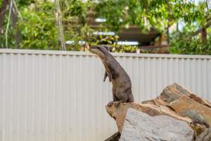 An otter stands on a rock - Captured at Gorge Wildlife Park, Cudlee Creek SA Australia.