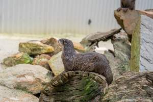 An otter sits on a log - Captured at Gorge Wildlife Park, Cudlee Creek SA Australia.