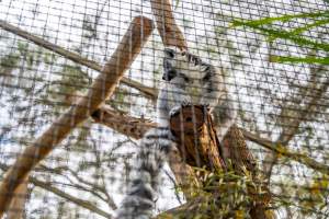 Lemur in cage - Captured at Gorge Wildlife Park, Cudlee Creek SA Australia.