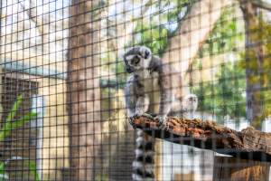 Lemur in cage - Captured at Gorge Wildlife Park, Cudlee Creek SA Australia.