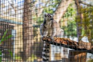 Lemur in cage - Captured at Gorge Wildlife Park, Cudlee Creek SA Australia.