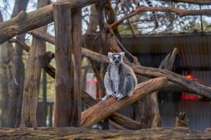 Lemur in cage - Captured at Gorge Wildlife Park, Cudlee Creek SA Australia.