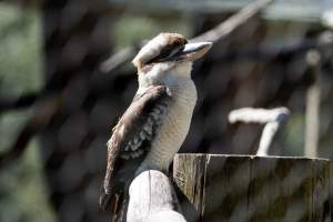 Captive kookaburra - Captured at Gorge Wildlife Park, Cudlee Creek SA Australia.
