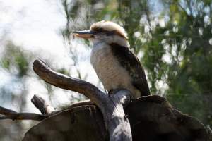 Captive kookaburra - Captured at Gorge Wildlife Park, Cudlee Creek SA Australia.
