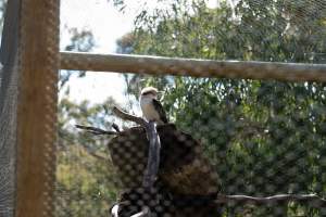 Captive kookaburra - Captured at Gorge Wildlife Park, Cudlee Creek SA Australia.