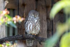 Captive owl - Captured at Gorge Wildlife Park, Cudlee Creek SA Australia.
