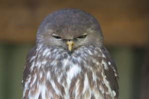 Captive owl - Captured at Gorge Wildlife Park, Cudlee Creek SA Australia.