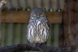Captive owl - Captured at Gorge Wildlife Park, Cudlee Creek SA Australia.