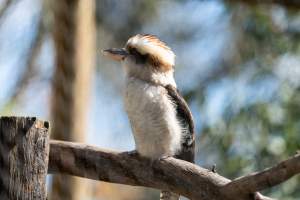 Captive kookaburra - Captured at Gorge Wildlife Park, Cudlee Creek SA Australia.