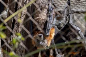 Native Australian flying fox - Captured at Gorge Wildlife Park, Cudlee Creek SA Australia.