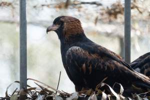 Captive eagle - Captured at Gorge Wildlife Park, Cudlee Creek SA Australia.