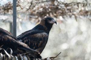 Captive eagle - Captured at Gorge Wildlife Park, Cudlee Creek SA Australia.