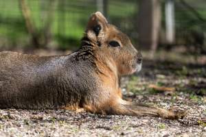 Mara in enclosure - Captured at Gorge Wildlife Park, Cudlee Creek SA Australia.
