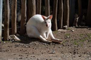 Albino wallaby - Captured at Gorge Wildlife Park, Cudlee Creek SA Australia.