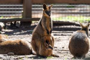 Wallaby with joey - Captured at Gorge Wildlife Park, Cudlee Creek SA Australia.