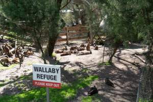 Wallaby refuge area - Captured at Gorge Wildlife Park, Cudlee Creek SA Australia.