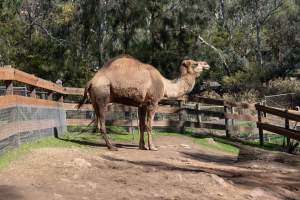 Camel in enclosure - Captured at Gorge Wildlife Park, Cudlee Creek SA Australia.