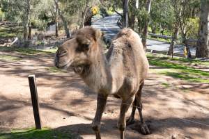 Camel in enclosure - Captured at Gorge Wildlife Park, Cudlee Creek SA Australia.