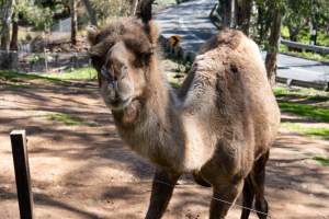 Camel in enclosure - Captured at Gorge Wildlife Park, Cudlee Creek SA Australia.