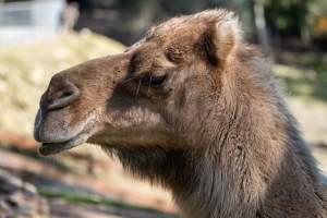 Camel in enclosure - Captured at Gorge Wildlife Park, Cudlee Creek SA Australia.