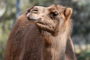 Camel in enclosure - Captured at Gorge Wildlife Park, Cudlee Creek SA Australia.