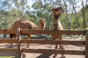 Camel in enclosure - Captured at Gorge Wildlife Park, Cudlee Creek SA Australia.
