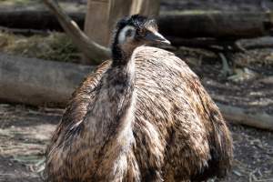 Emu in enclosure - Captured at Gorge Wildlife Park, Cudlee Creek SA Australia.