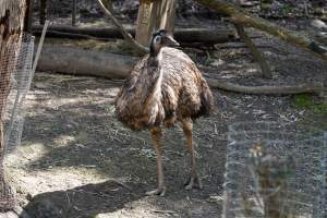 Emus in enclosure - Captured at Gorge Wildlife Park, Cudlee Creek SA Australia.