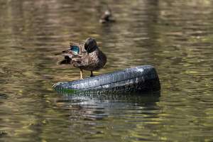 Native ducks - Captured at Gorge Wildlife Park, Cudlee Creek SA Australia.