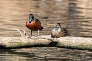 Native ducks - Captured at Gorge Wildlife Park, Cudlee Creek SA Australia.