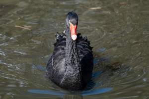 Black swan - Captured at Gorge Wildlife Park, Cudlee Creek SA Australia.