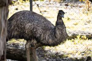 Emu in enclosure - Captured at Gorge Wildlife Park, Cudlee Creek SA Australia.