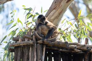 Monkey in enclosure - Captured at Gorge Wildlife Park, Cudlee Creek SA Australia.