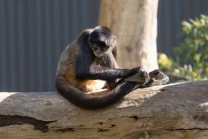 Monkey in enclosure - Captured at Gorge Wildlife Park, Cudlee Creek SA Australia.
