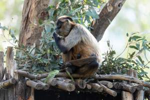 Monkey in enclosure - Captured at Gorge Wildlife Park, Cudlee Creek SA Australia.