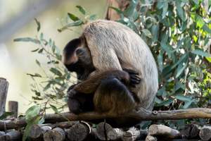 Monkey in enclosure - Captured at Gorge Wildlife Park, Cudlee Creek SA Australia.