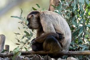 Monkey in enclosure - Captured at Gorge Wildlife Park, Cudlee Creek SA Australia.