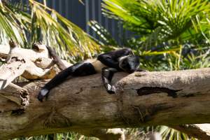Monkey in enclosure - Captured at Gorge Wildlife Park, Cudlee Creek SA Australia.