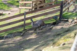 Emu in enclosure - Captured at Gorge Wildlife Park, Cudlee Creek SA Australia.