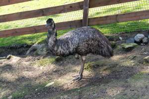 Emu in enclosure - Captured at Gorge Wildlife Park, Cudlee Creek SA Australia.