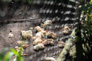 Dead chicks - fed to captive birds of prey - Dead chicks are likely sourced from a nearby hatchery - Captured at Gorge Wildlife Park, Cudlee Creek SA Australia.