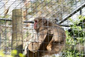 Monkey in cage - Captured at Gorge Wildlife Park, Cudlee Creek SA Australia.