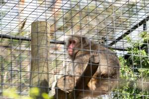 Monkey in cage - Captured at Gorge Wildlife Park, Cudlee Creek SA Australia.
